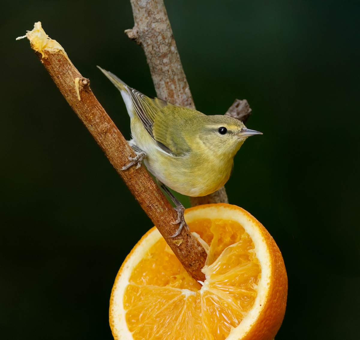 Tennessee Warbler - ML646083112