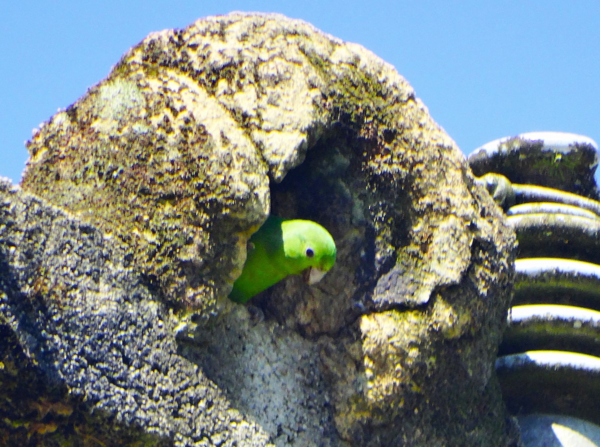 Cobalt-rumped Parrotlet - ML646083117
