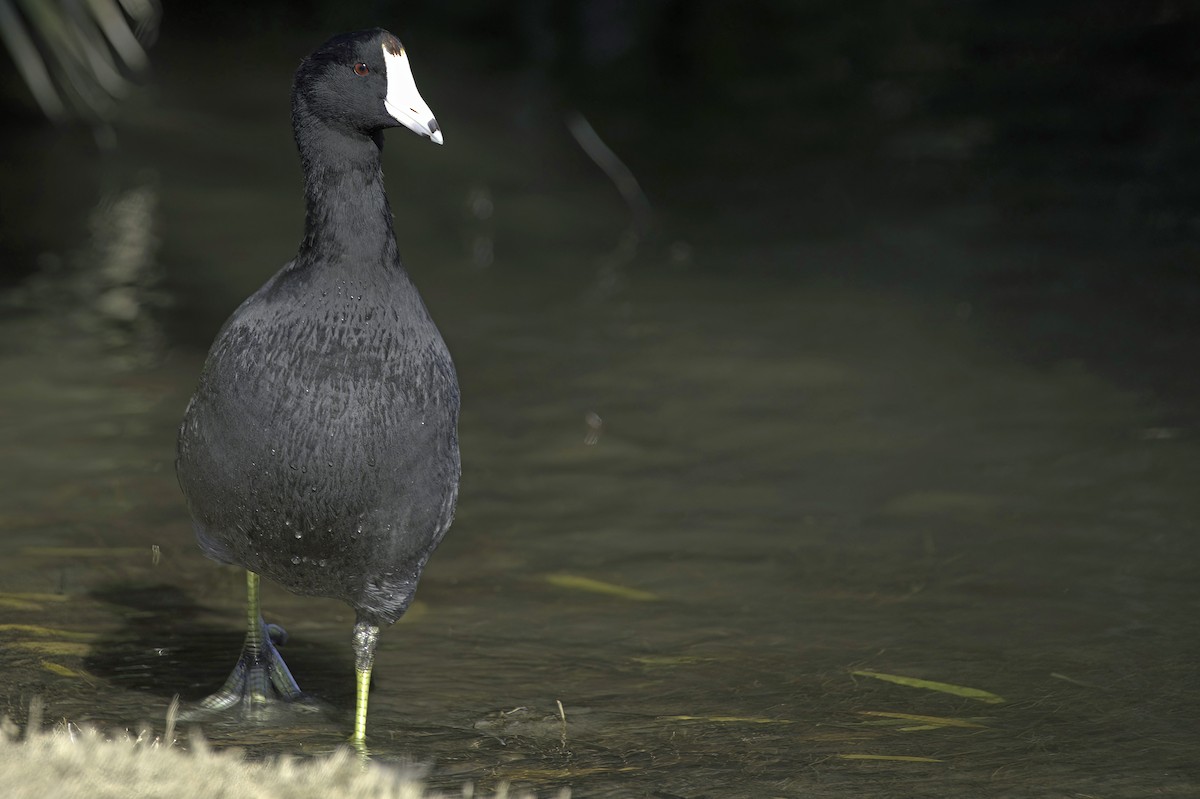 Foulque d'Amérique - ML646083118