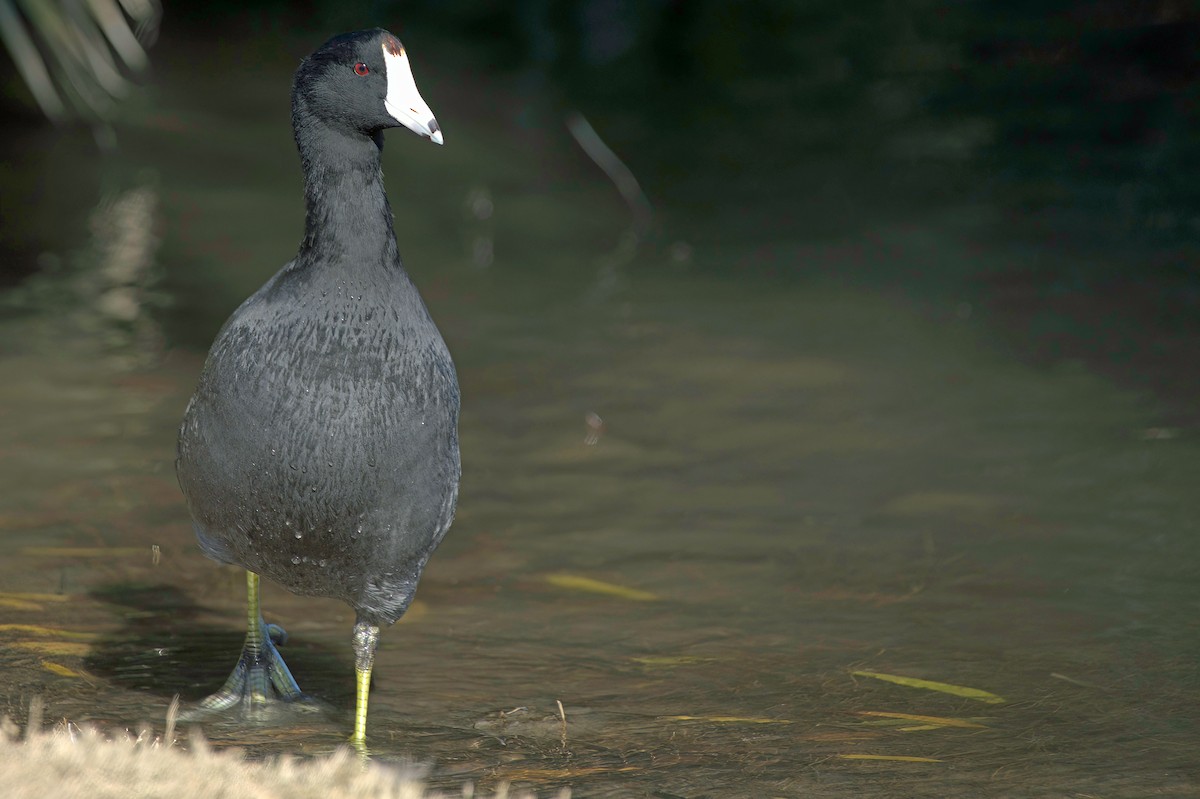 Foulque d'Amérique - ML646083120