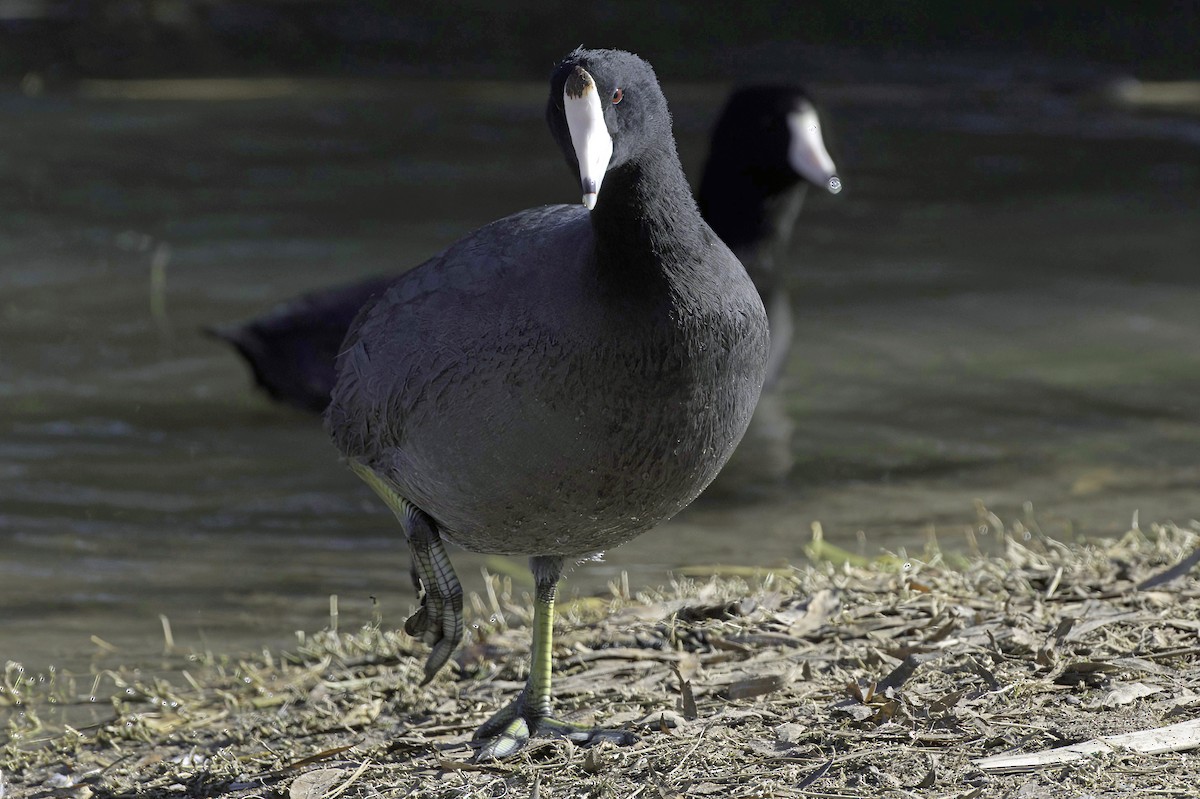 Foulque d'Amérique - ML646083121