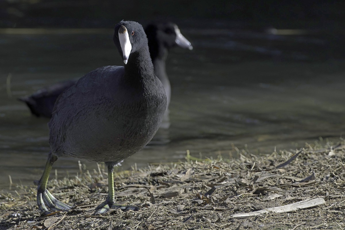 Foulque d'Amérique - ML646083122
