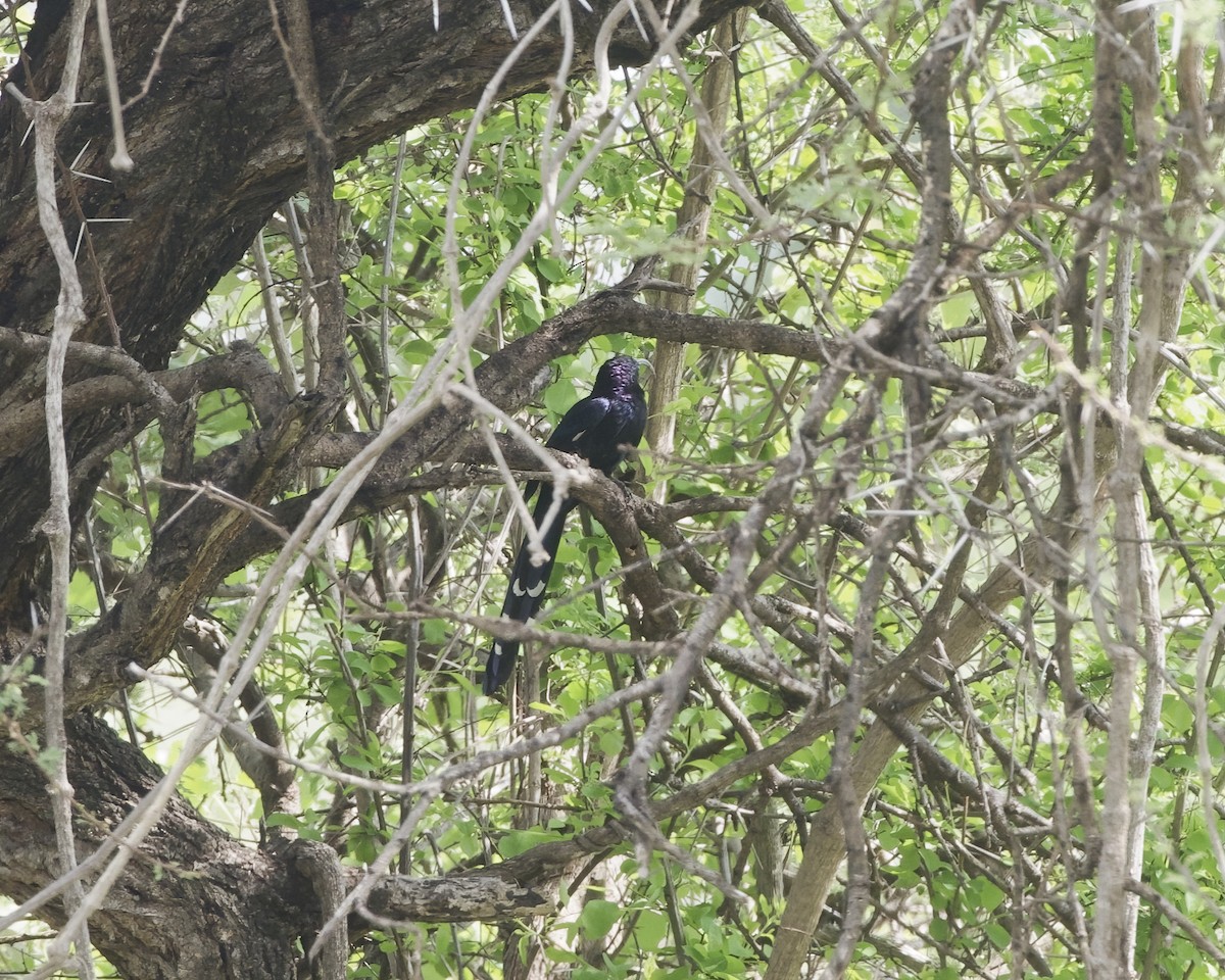 dudkovec křivozobý - ML646083123