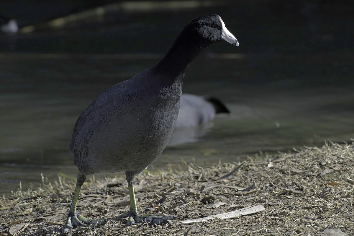 Foulque d'Amérique - ML646083124