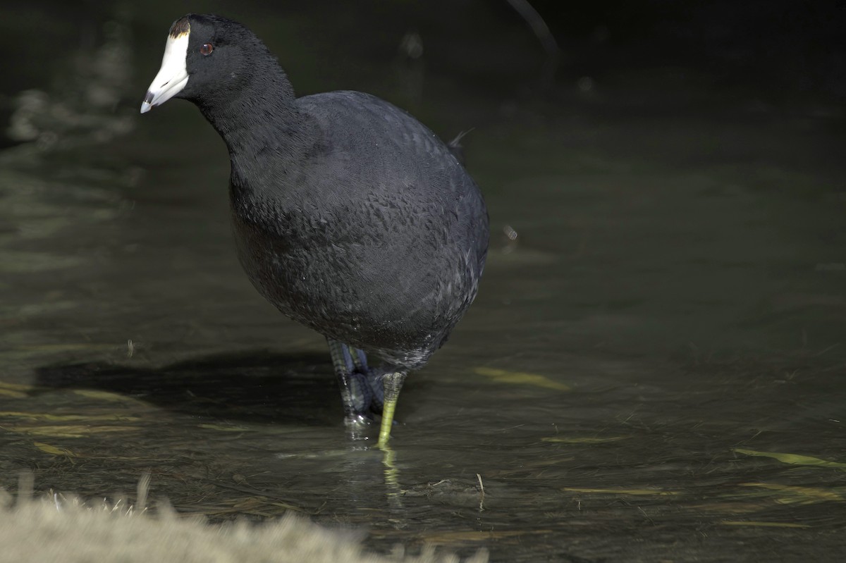 Foulque d'Amérique - ML646083126