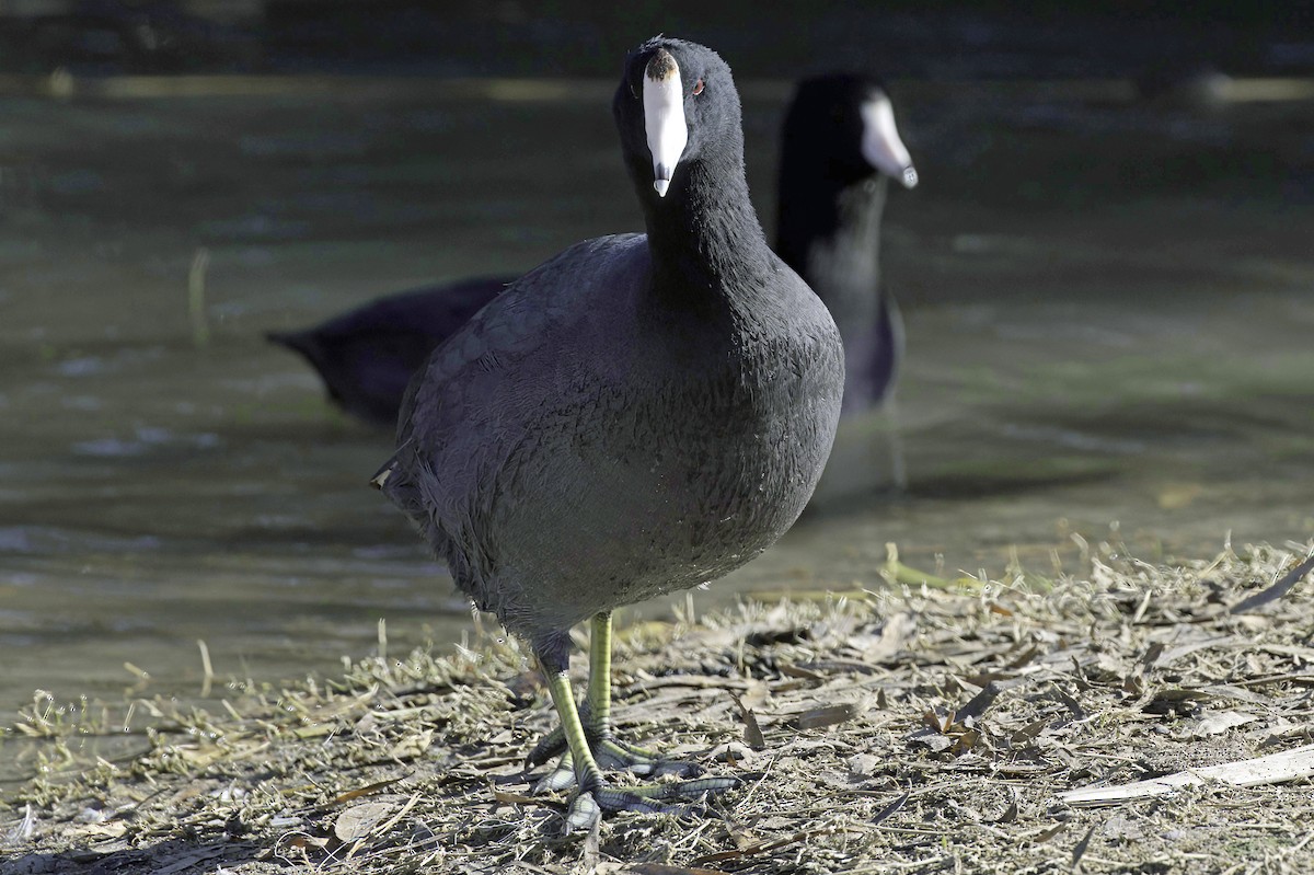 Foulque d'Amérique - ML646083127