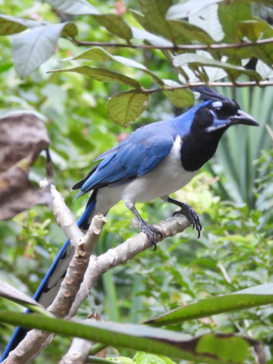 Black-throated Magpie-Jay - ML646083130