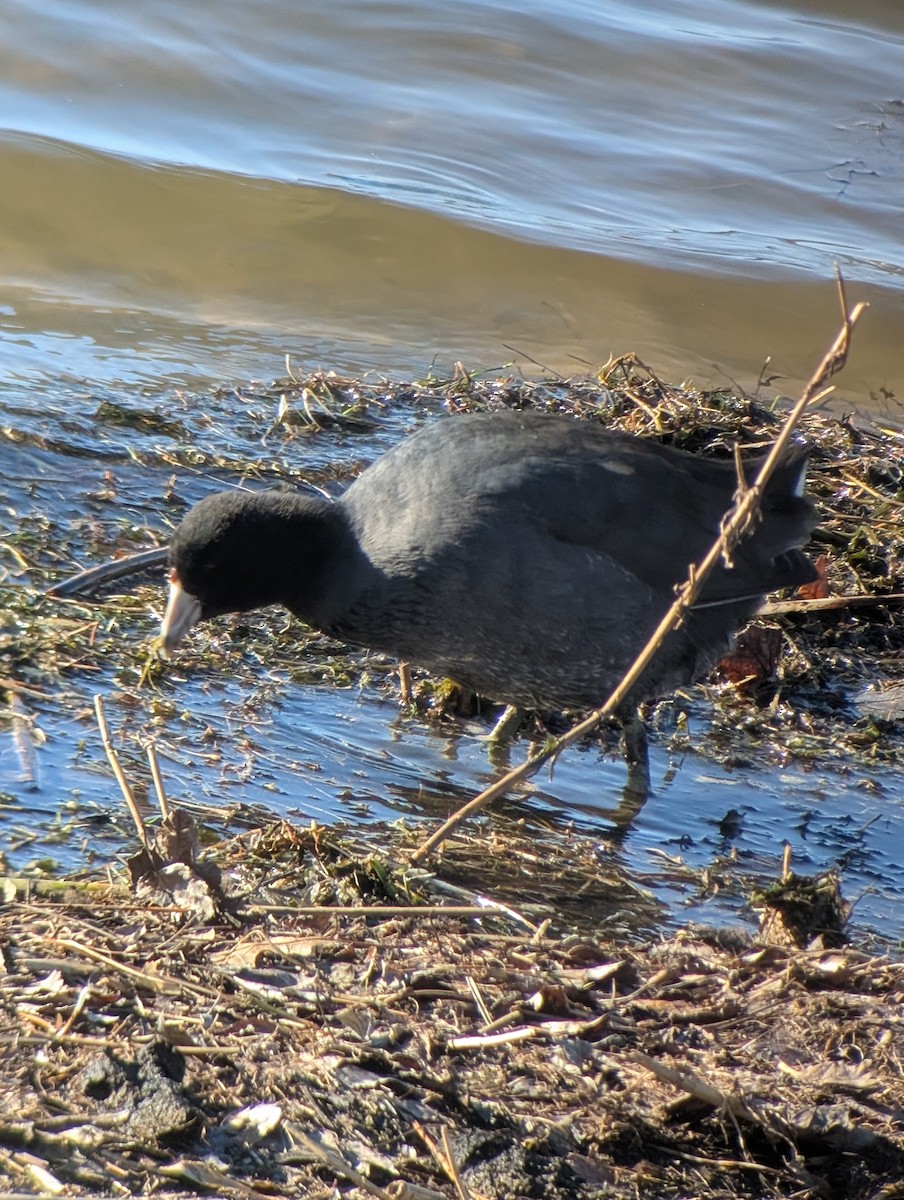 American Coot - ML646083131