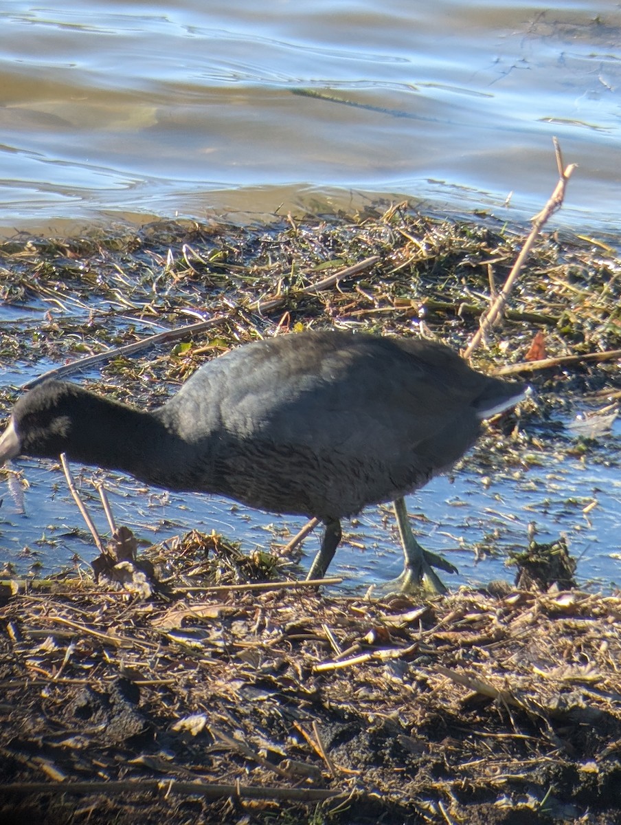 American Coot - ML646083132