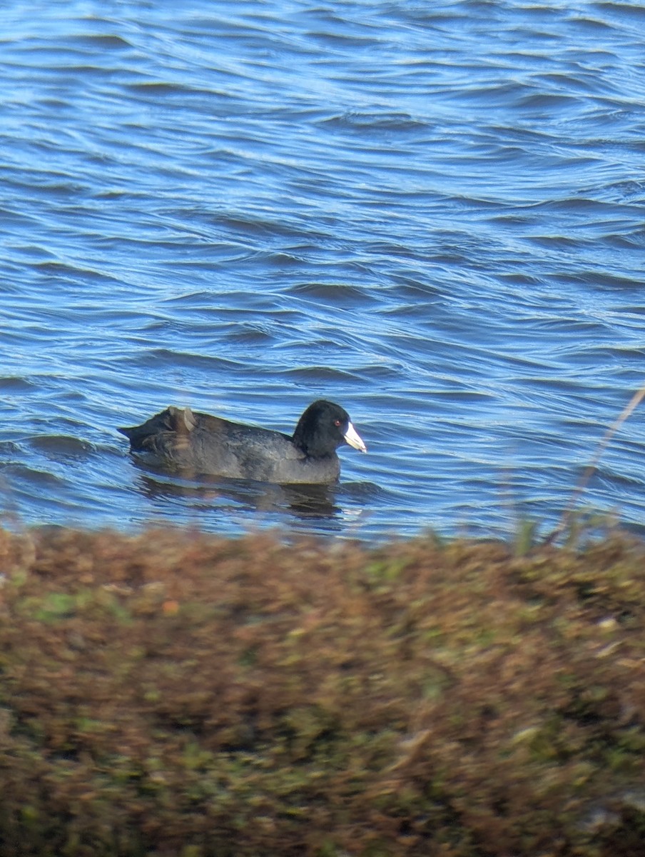 American Coot - ML646083133