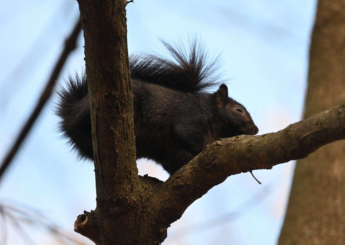 Eastern Gray Squirrel - ML646083134