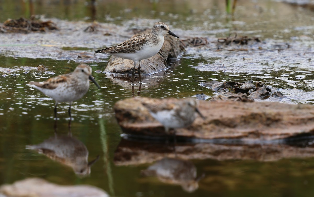 jespák srostloprstý - ML646083135