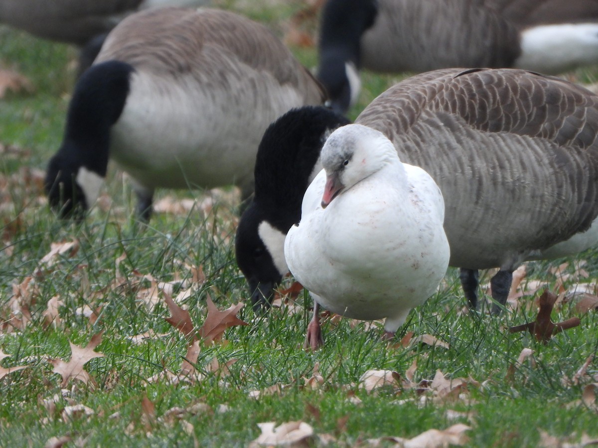 Oie de Ross - ML646083136