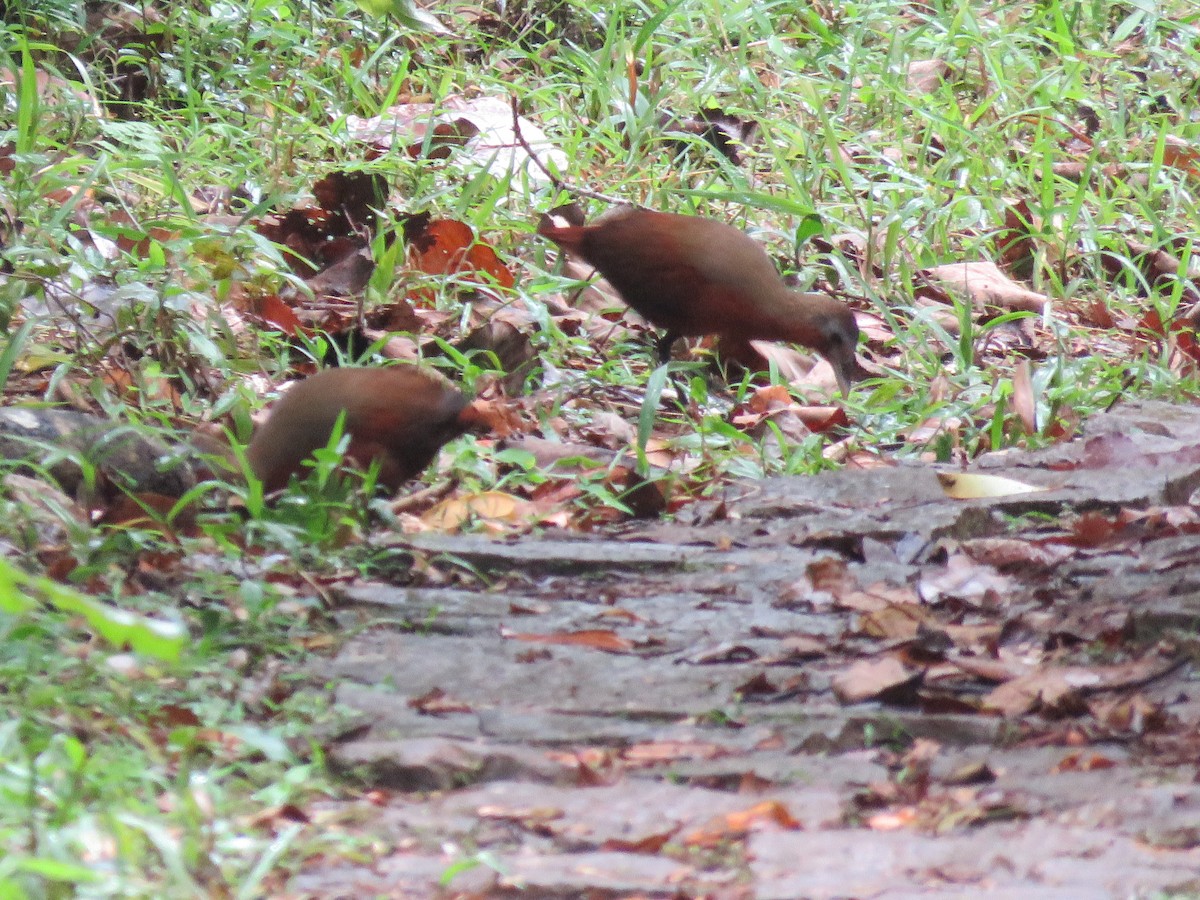 Madagascar Forest Rail - ML646083137