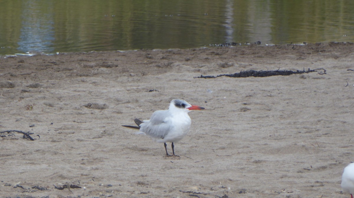 Hazar Sumrusu - ML646083138