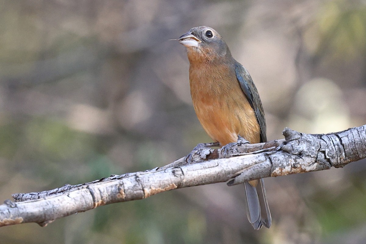 rosenbukspurv - ML646083149