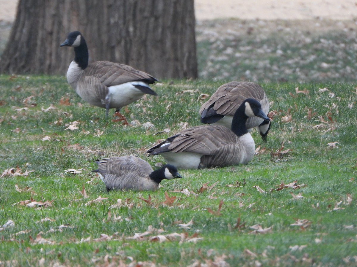 Bernache de Hutchins - ML646083155