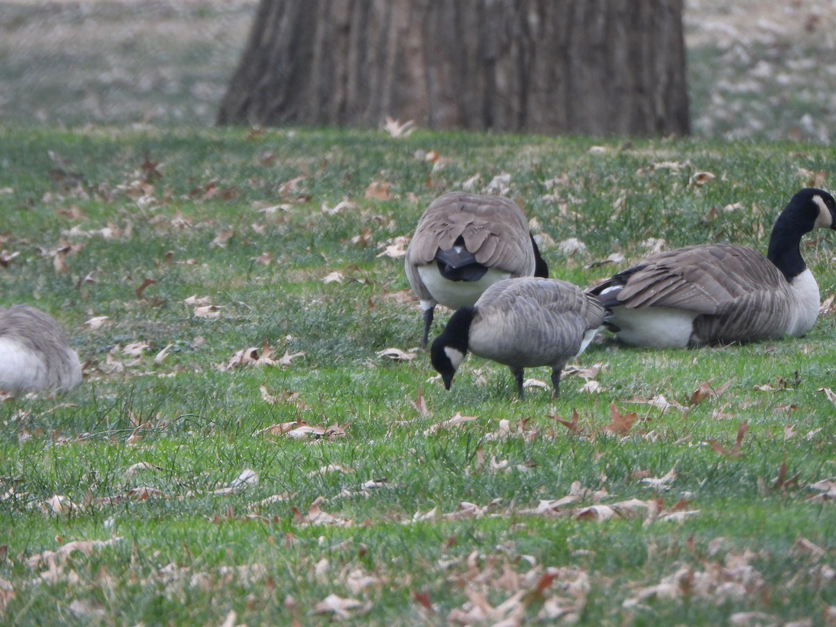 Bernache de Hutchins - ML646083156