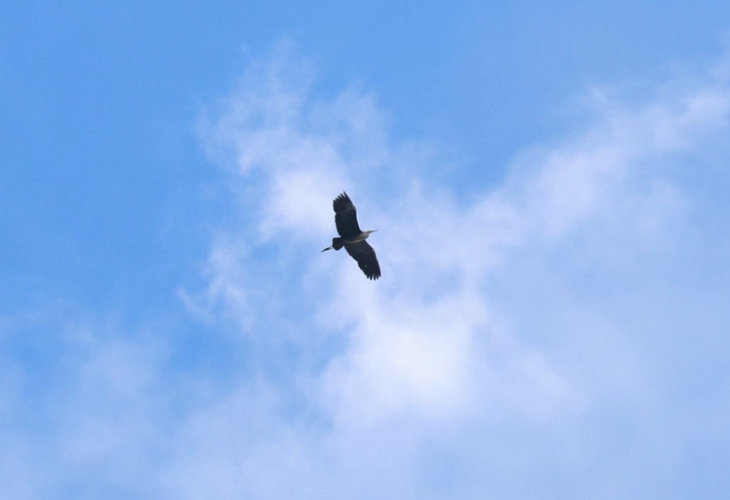 Pacific Heron - ML646083157