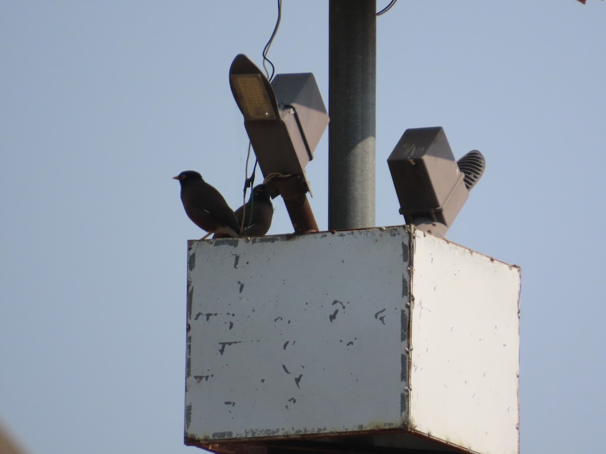 家八哥 - ML646083158