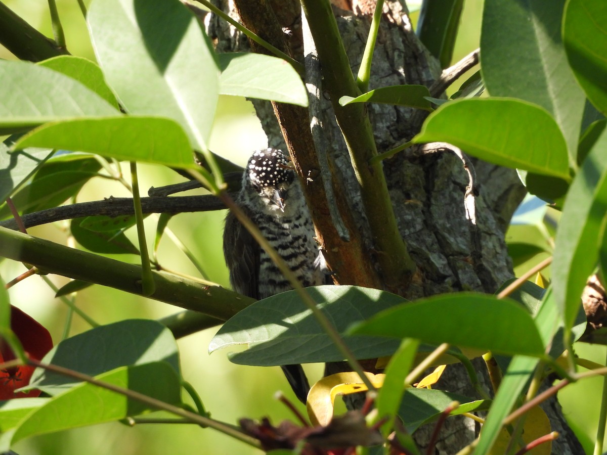 White-barred Piculet - ML646083159