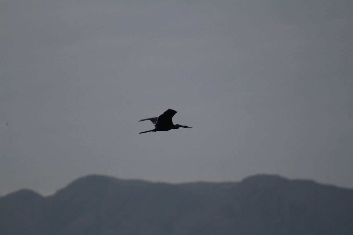 Oriental Darter - ML646083160