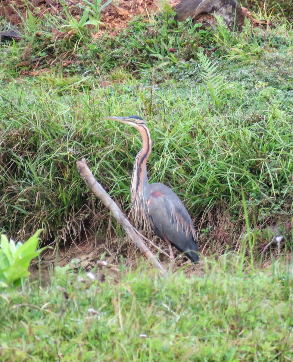 紫鷺 - ML646083161