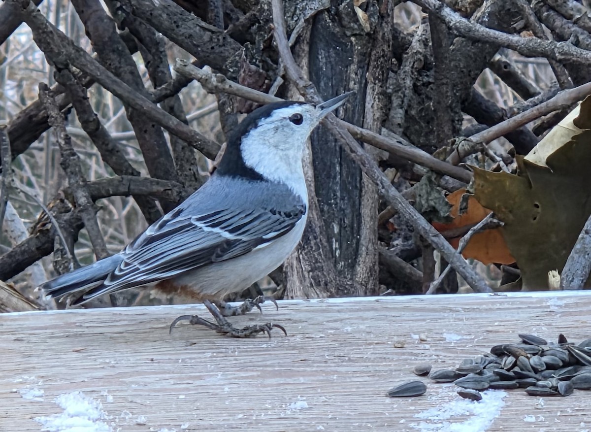 White-breasted Nuthatch - ML646083162