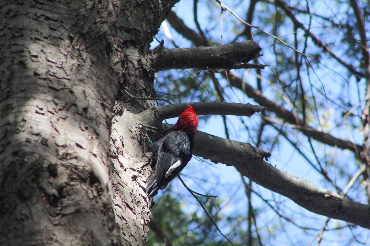 Magellanic Woodpecker - ML646083163