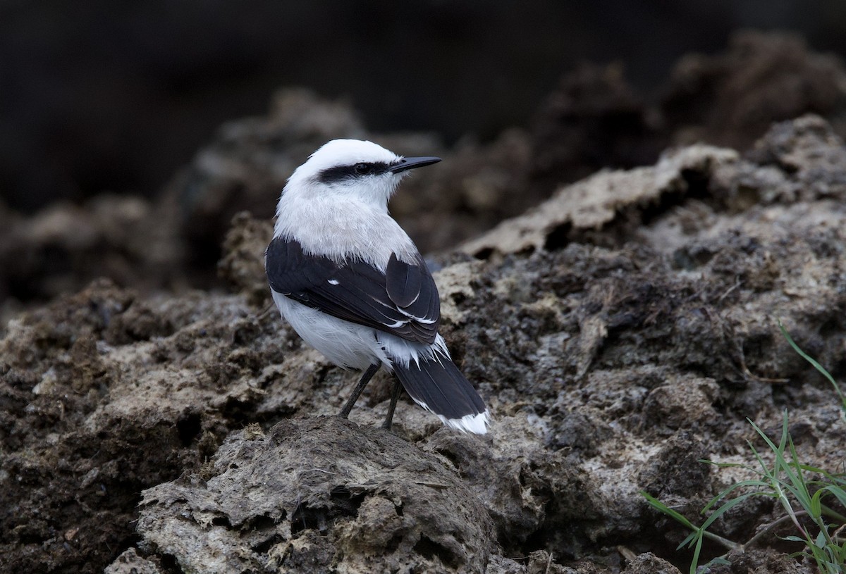 Masked Water-Tyrant - ML646083164