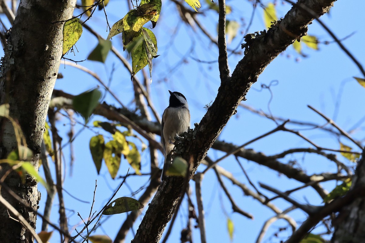 Carolina Chickadee - ML646083165
