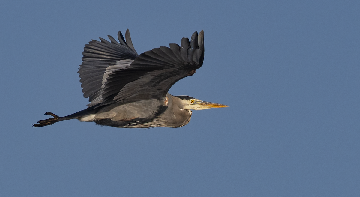 Great Blue Heron - ML646083166