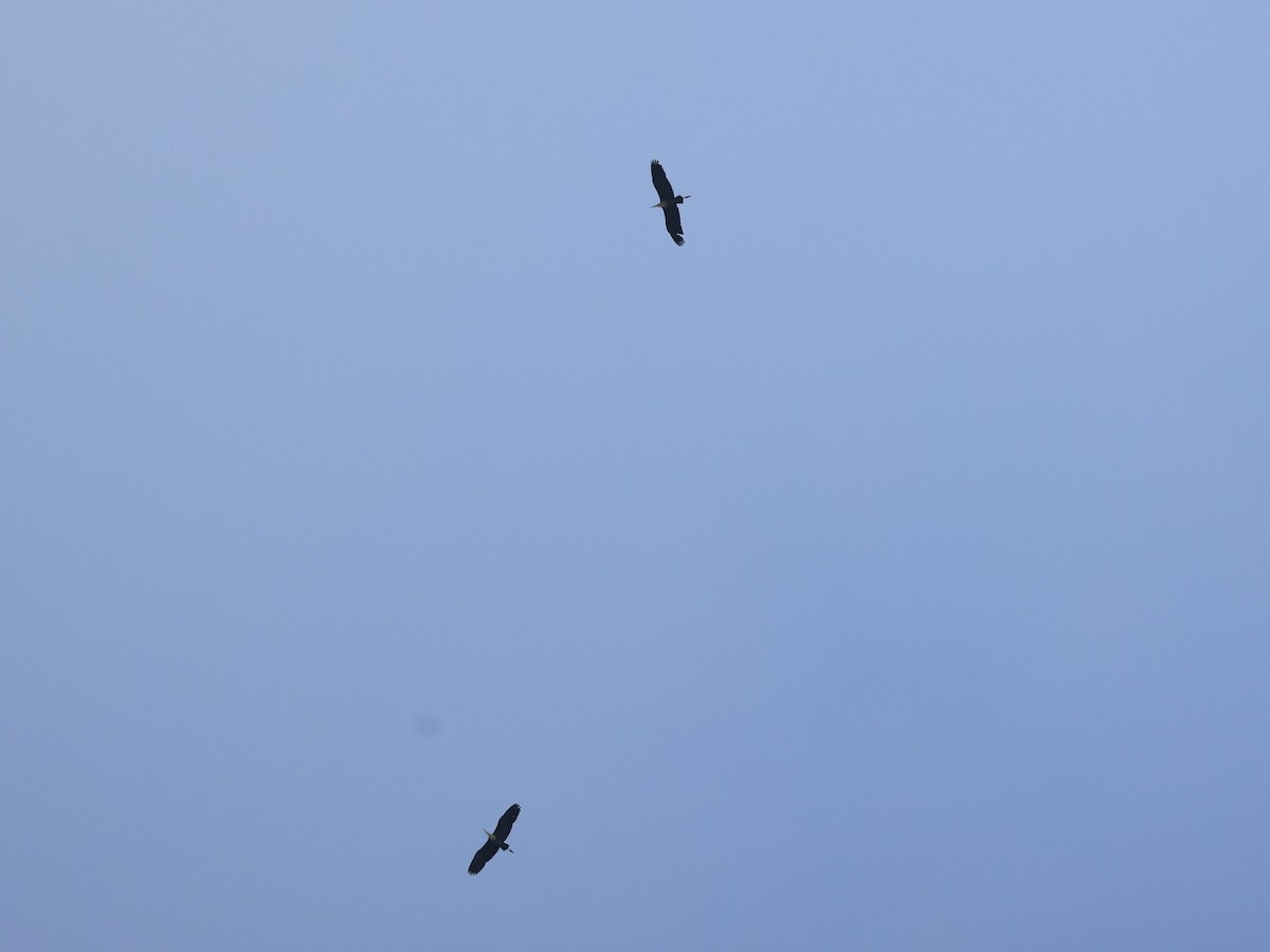 Pacific Heron - ML646083167