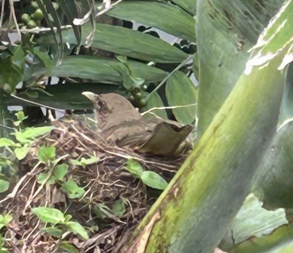 Clay-colored Thrush - ML646083168