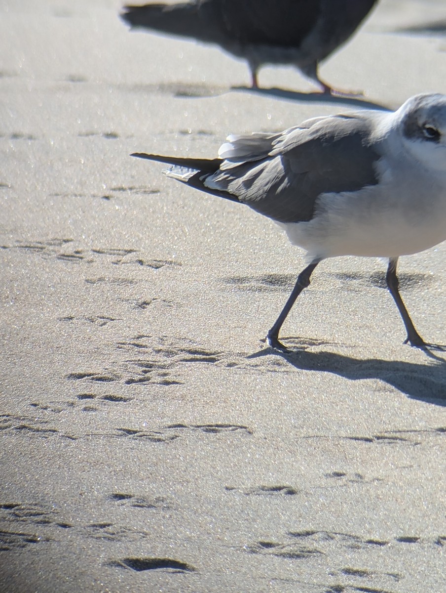 笑鷗 - ML646083169