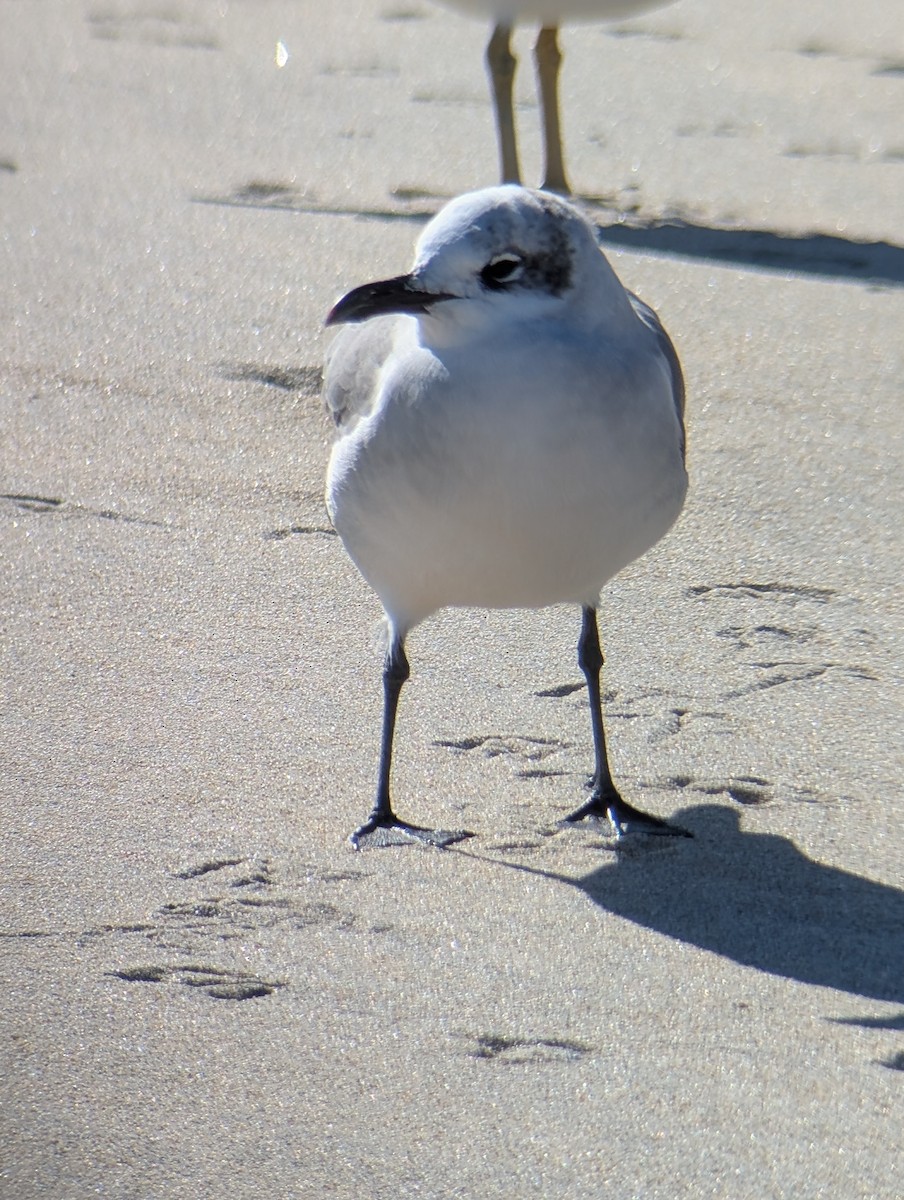 笑鷗 - ML646083170