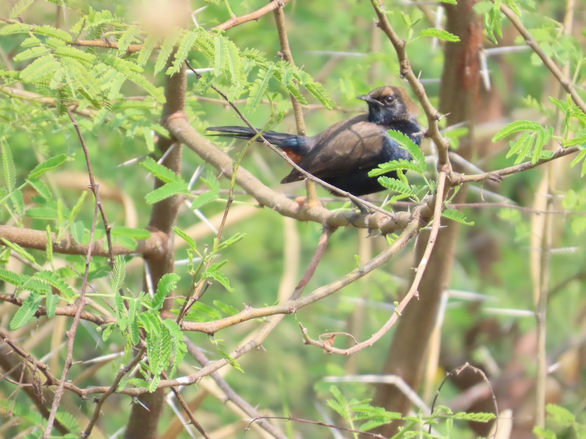 Indian Robin - ML646083171