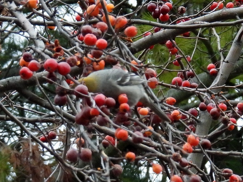 Pine Grosbeak - ML646083173