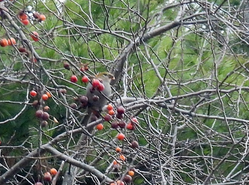 Pine Grosbeak - ML646083174
