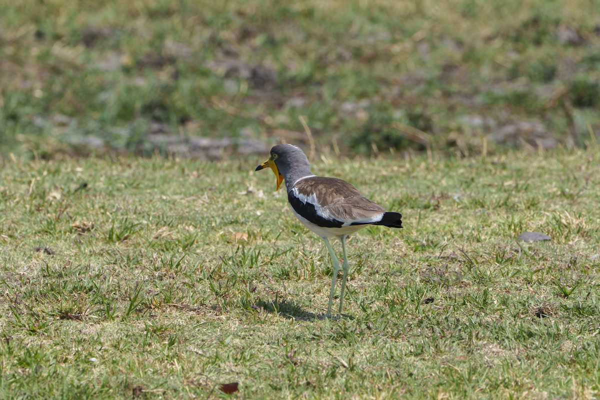 White-crowned Lapwing - ML646083176