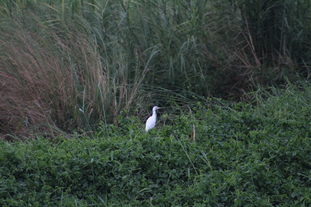 中白鷺 - ML646083177
