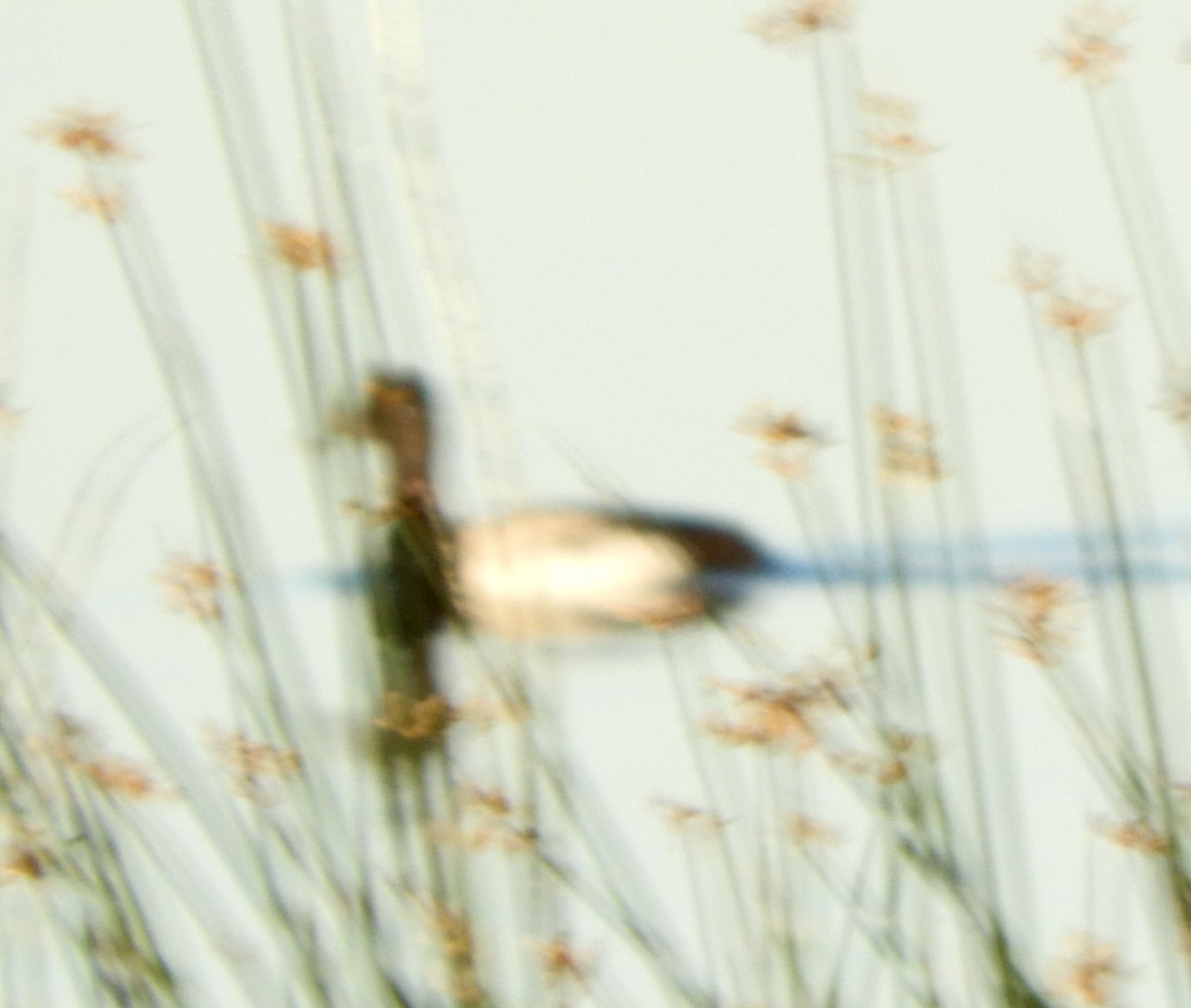 小斑背潛鴨 - ML646083178