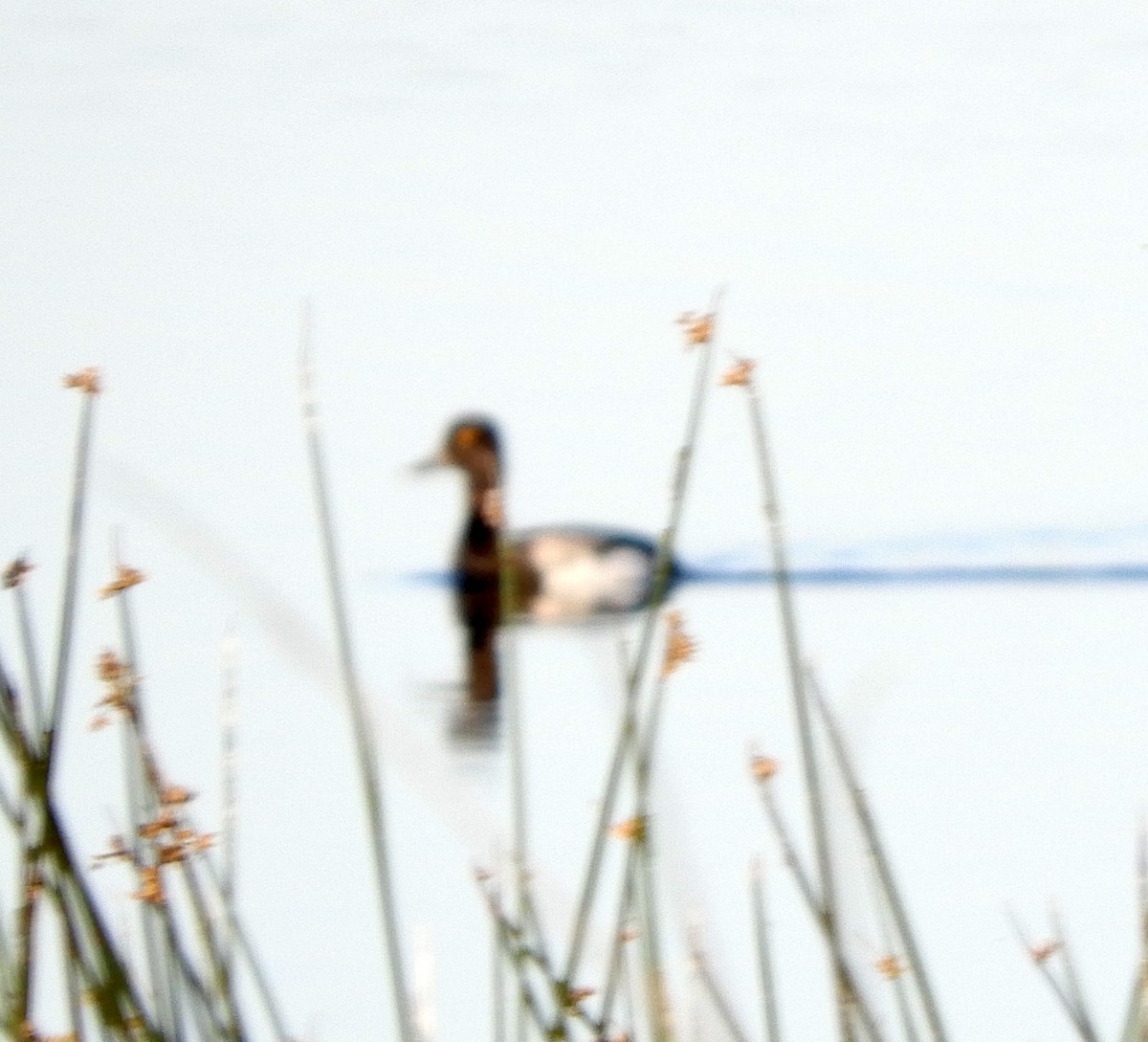 小斑背潛鴨 - ML646083179