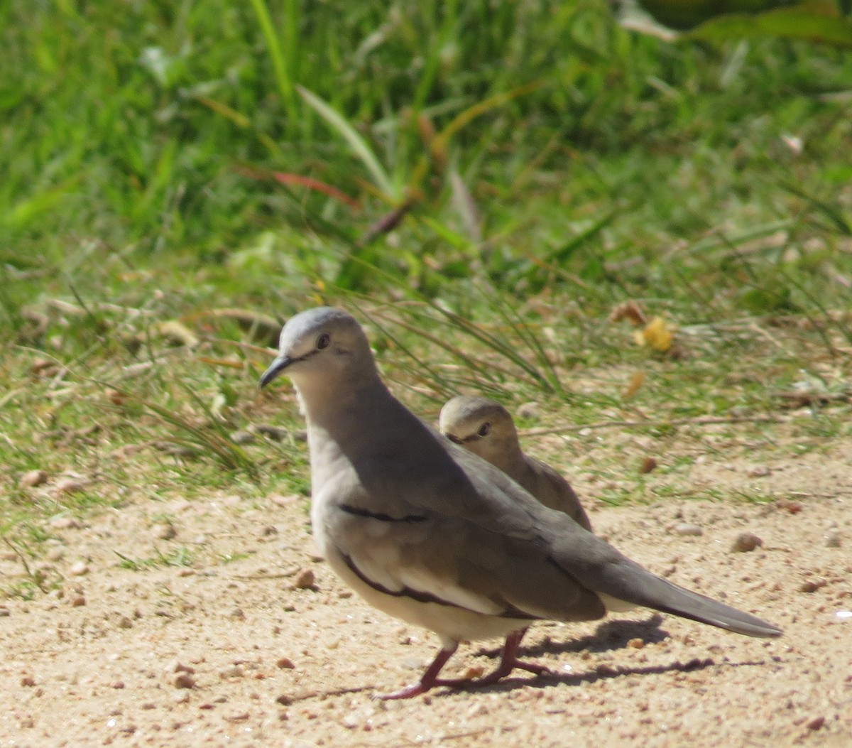 Picui Ground Dove - ML646083180