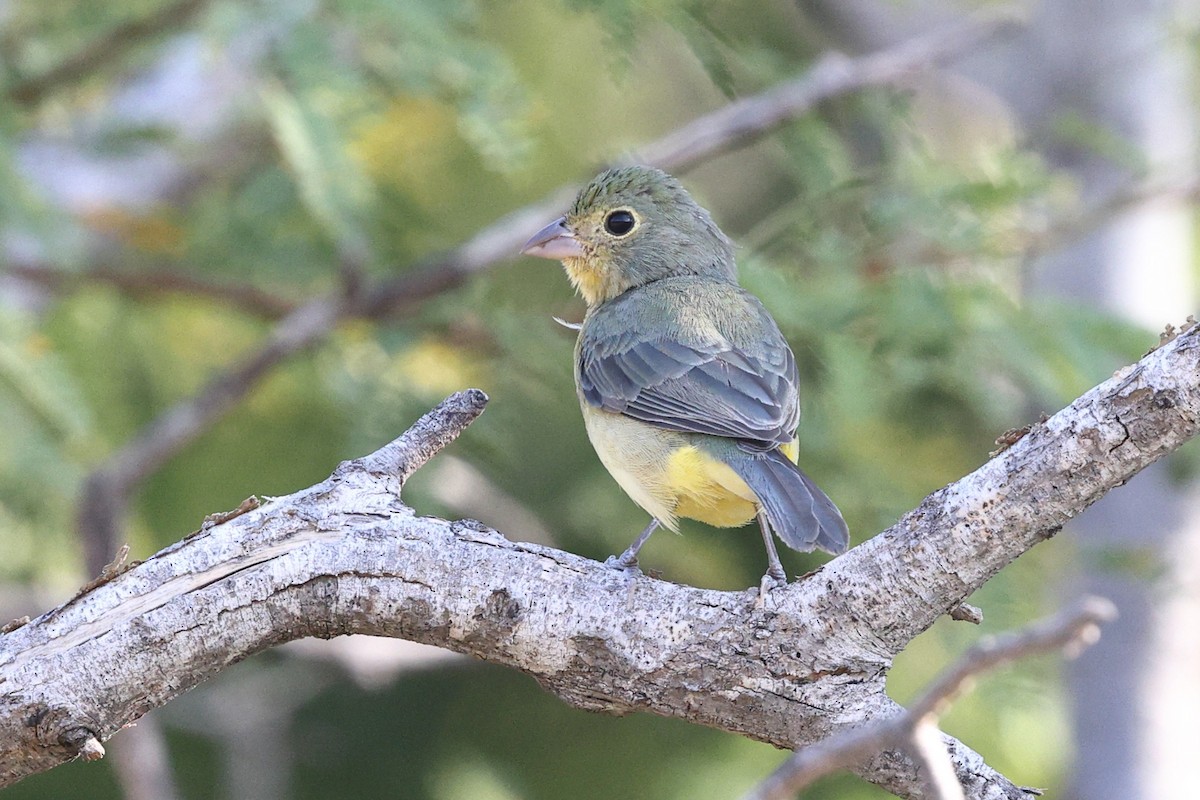 Orange-breasted Bunting - ML646083181