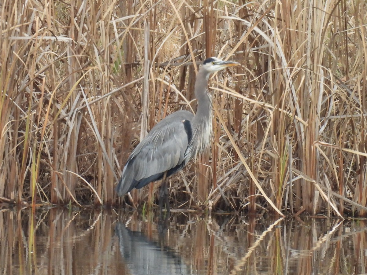 Great Blue Heron - ML646083184