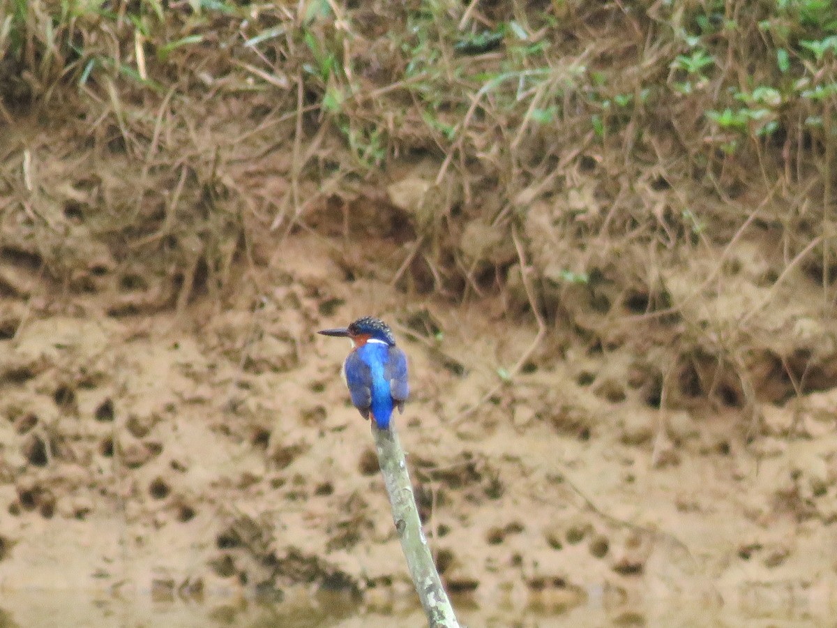 Malagasy Kingfisher - ML646083185
