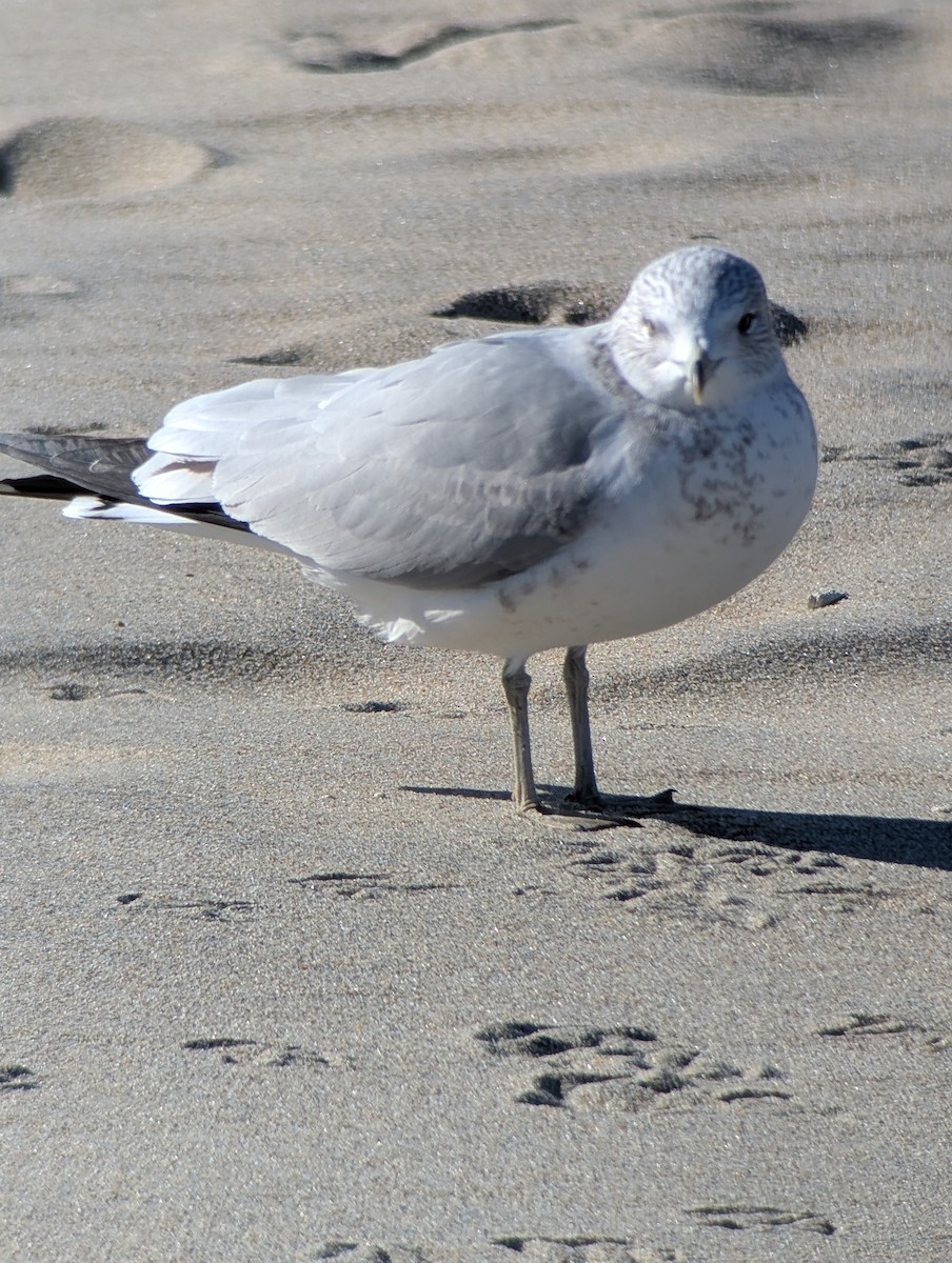 Ring-billed Gull - ML646083186