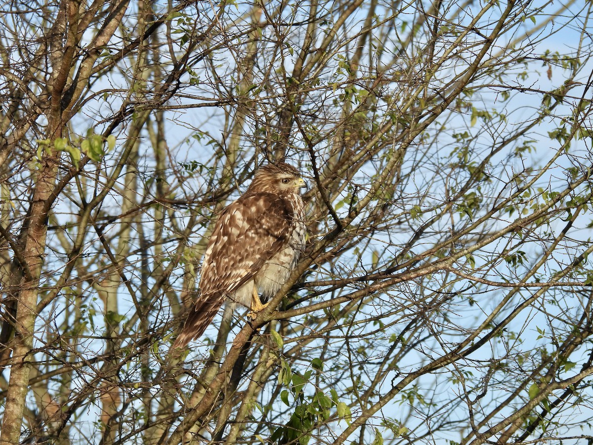 Red-shouldered Hawk - ML646083188