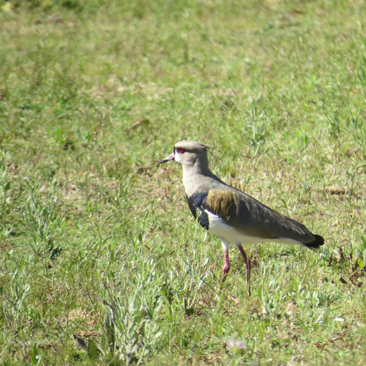 Southern Lapwing - ML646083189